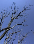DSCN2026a