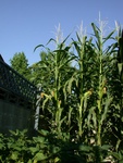 DSCN5051