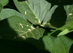 DSCN5009f - Pollen and rice-shaped things from the corn tassels find a resting spot on some bean leaves.