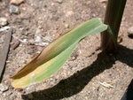 The first leaf on the bottom of the corn plants turned yellow.  The bottom leaves on almost all the plants have subsequently died and fallen off.  I don't know if this is normal or not. - Dscn4672f