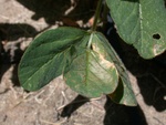 I am a little concerned that when the Roundup I sprayed got on my my beans and corn, it damaged them.  Fortunately I was only spot weeding and I didn't spray the Roundup directly on the crops.  I should probably mention that my corn and beans are special genetically modified so that they are supposed to be Roundup resistant. - Dscn4686f
