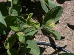 More Roundup Damage. - Dscn4687f