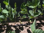 In the middle of this shot, is a bean plant that had been damaged by contact with Roundup a couple of weeks earlier.  The plant recovered, but having lost its leaves, it got way behind in its growth.  It will probably not produce much yield due to getting shaded out by its neighbors. - Dscn4688f