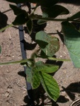 Roundup damage appears where the spray contacts the plant.  This is interesting because Roundup is not designed to do this, it is designed to work its way through the plant and kill the entire thing. - Dscn4734f