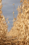 CRW_0617a