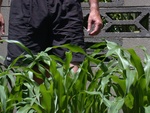Knee-high by Fourth of July.  Believe it or not, four days earlier, I was not certain it was going to make it. - Dscn4690f