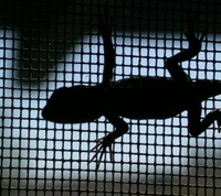 Highlight for Album: Lizards and Rooftops - (August 18 & 23, 2003)