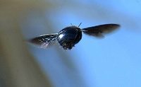 Bee1
