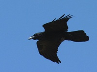 crow