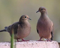 2 doves