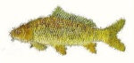 Prize Carp catch. Mounted behind bar at Gillhooleys Saloon and Pool Hall 