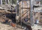 Lucky Chicken House